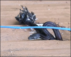 Snake control in Waynesboro VA