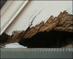 Squirrel damage in Waynesboro VA