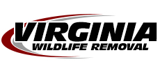 Waynesboro Wildlife Removal